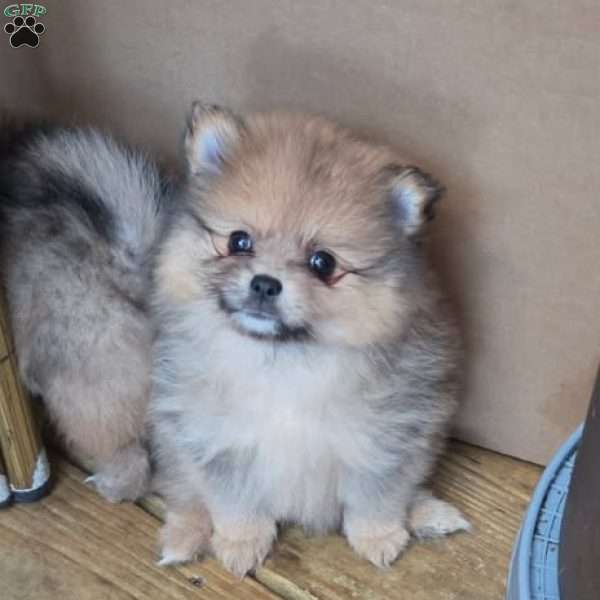 Bunny Boo, Pomeranian Puppy