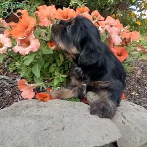 Lucas, Shorkie Puppy