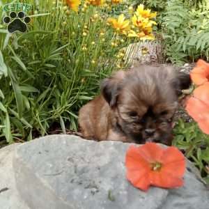 Missy, Shorkie Puppy