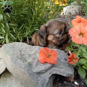 Missy, Shorkie Puppy