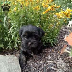 Gracie, Shorkie Puppy
