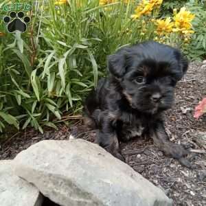 Gracie, Shorkie Puppy