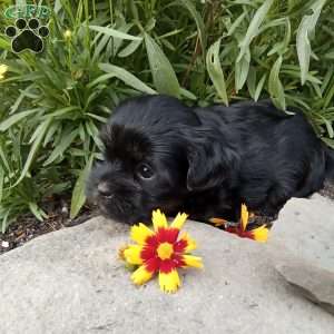 Gracie, Shorkie Puppy