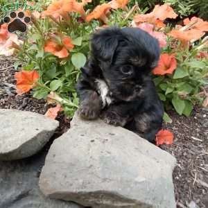 Liam, Shorkie Puppy