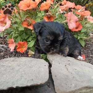 Liam, Shorkie Puppy