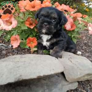 Liam, Shorkie Puppy
