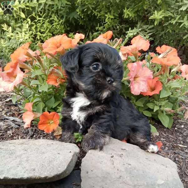 Liam, Shorkie Puppy