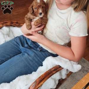 Rowan F1B, Cavapoo Puppy