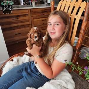 Rowan F1B, Cavapoo Puppy