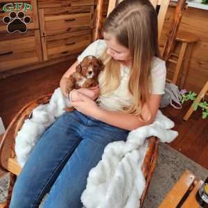Rowan F1B, Cavapoo Puppy