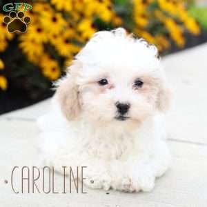 Caroline, Toy Poodle Mix Puppy