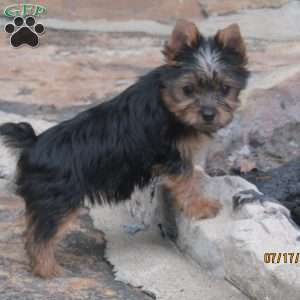 Carrie, Yorkie Puppy