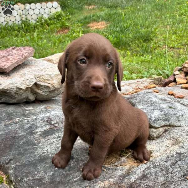 Hawk, Chocolate Labrador Retriever Puppy