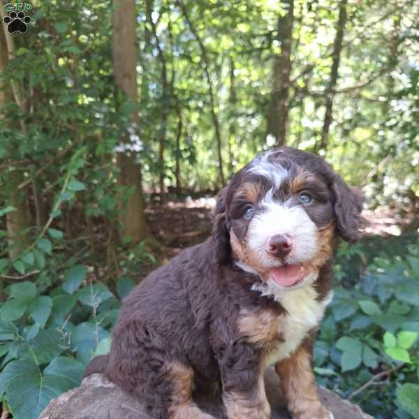 Birch, Mini Bernedoodle Puppy