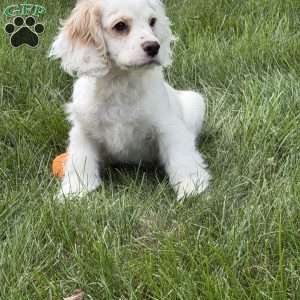 cj, Cocker Spaniel Puppy