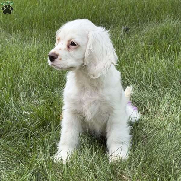 cj, Cocker Spaniel Puppy