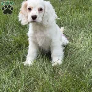 cj, Cocker Spaniel Puppy