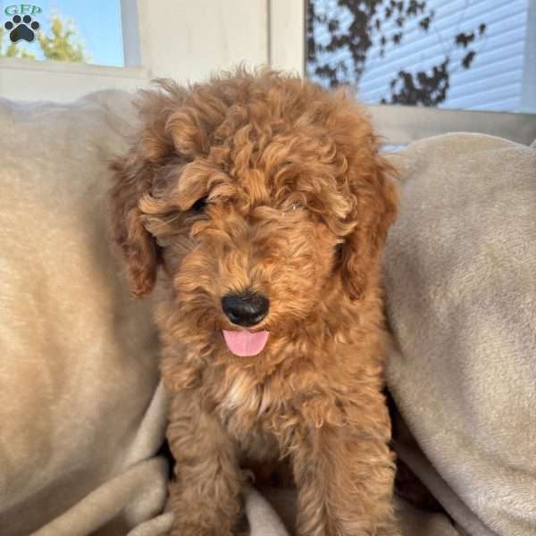 Cupcake, Mini Goldendoodle Puppy