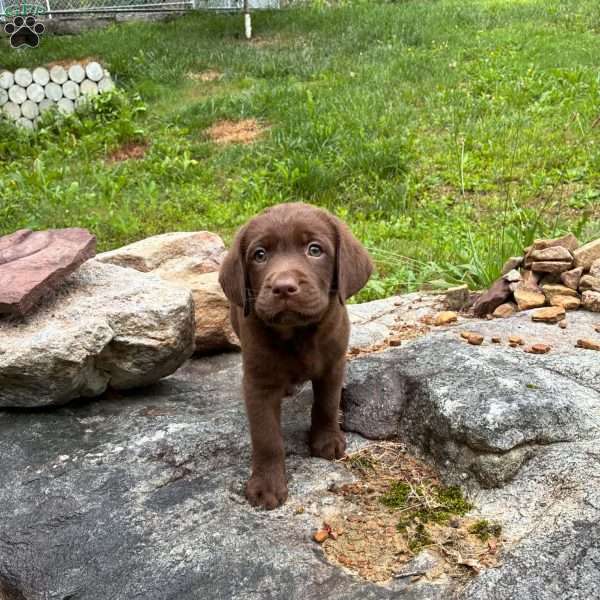Grouse, Chocolate Labrador Retriever Puppy