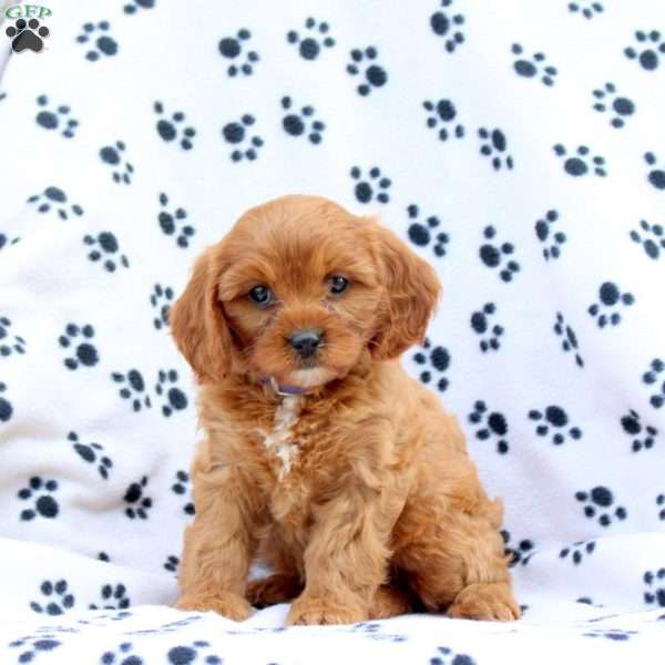 Dixie, Cavapoo Puppy