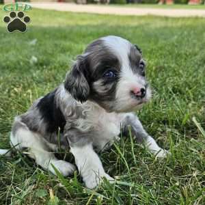 Maverick, Cavapoo Puppy