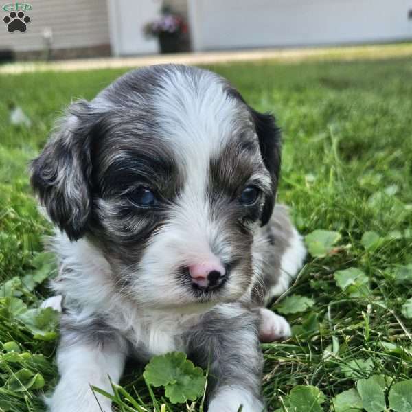 Maverick, Cavapoo Puppy