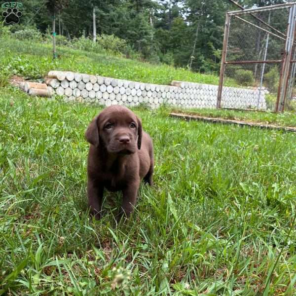 Hemlock, Chocolate Labrador Retriever Puppy