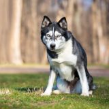 husky sitting outside and giving a hard stare