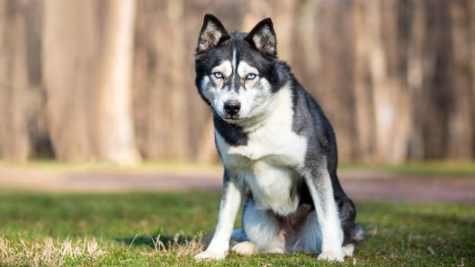 What Does a Hard Stare in Dogs Mean?