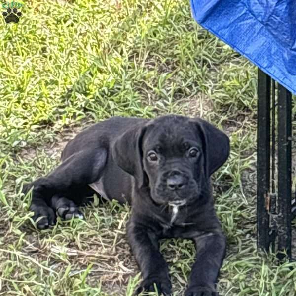 Mason, Cane Corso Puppy
