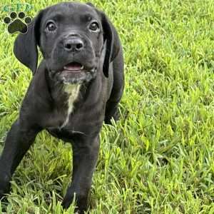Mason, Cane Corso Puppy