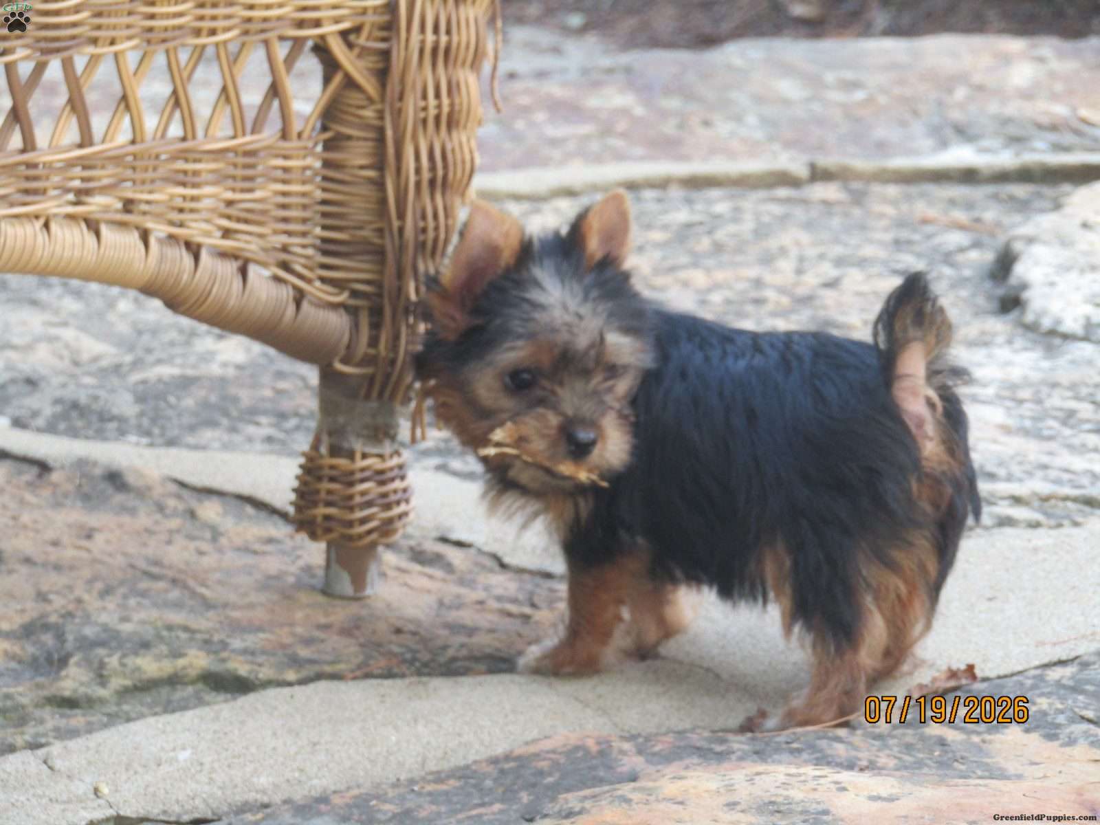Carrie (Yorkshire Terrier, Female) in Millersburg, OH
