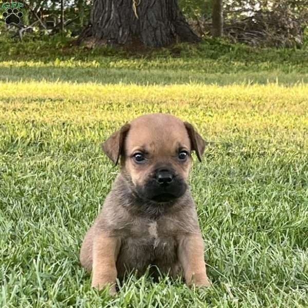 Lily, African Boerboel Puppy