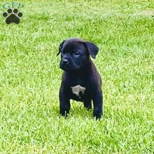 Lexi, African Boerboel Puppy