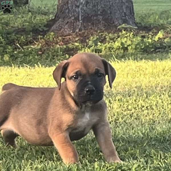 Lulu, African Boerboel Puppy