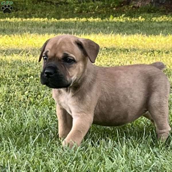 Laila, African Boerboel Puppy
