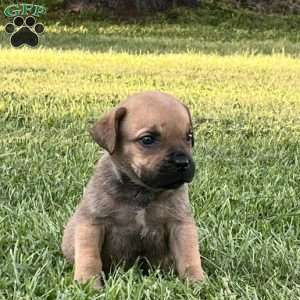 Lily, African Boerboel Puppy