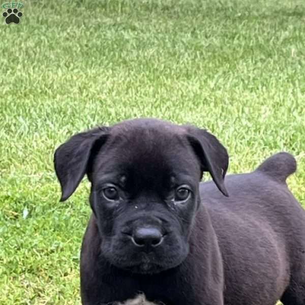 Lexi, African Boerboel Puppy