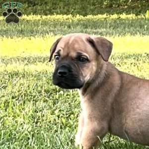 Laila, African Boerboel Puppy