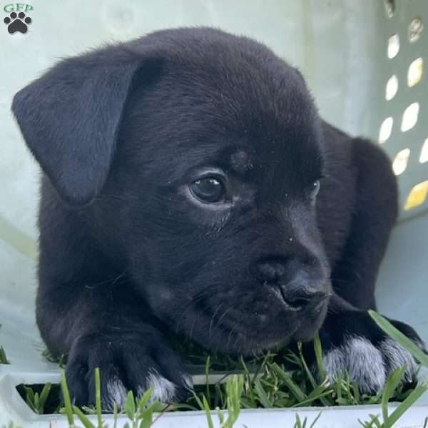 Lenny, African Boerboel Puppy