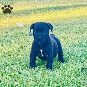 Lenny, African Boerboel Puppy
