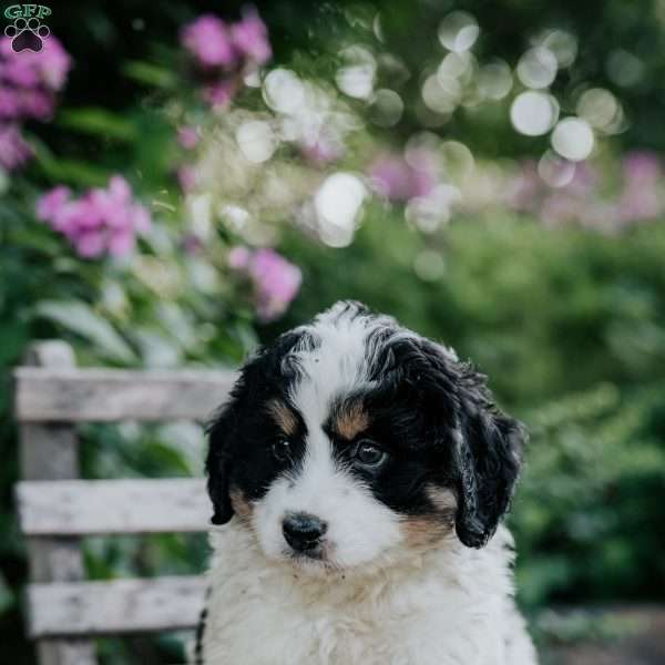 Jack, Mini Bernedoodle Puppy