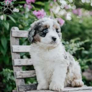 James, Mini Bernedoodle Puppy