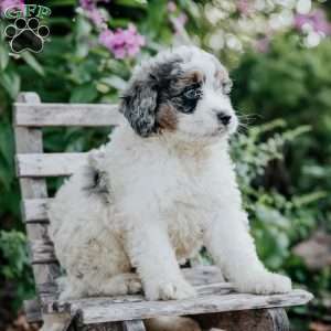 James, Mini Bernedoodle Puppy
