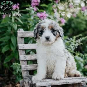 James, Mini Bernedoodle Puppy