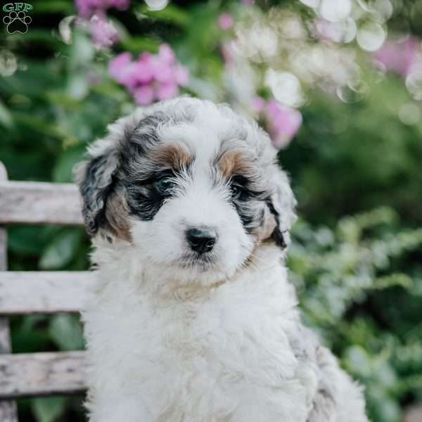 James, Mini Bernedoodle Puppy