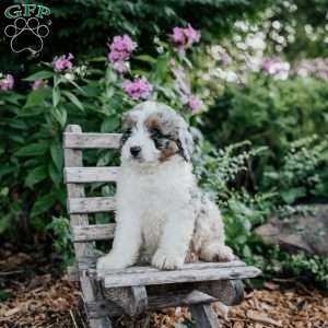 James, Mini Bernedoodle Puppy