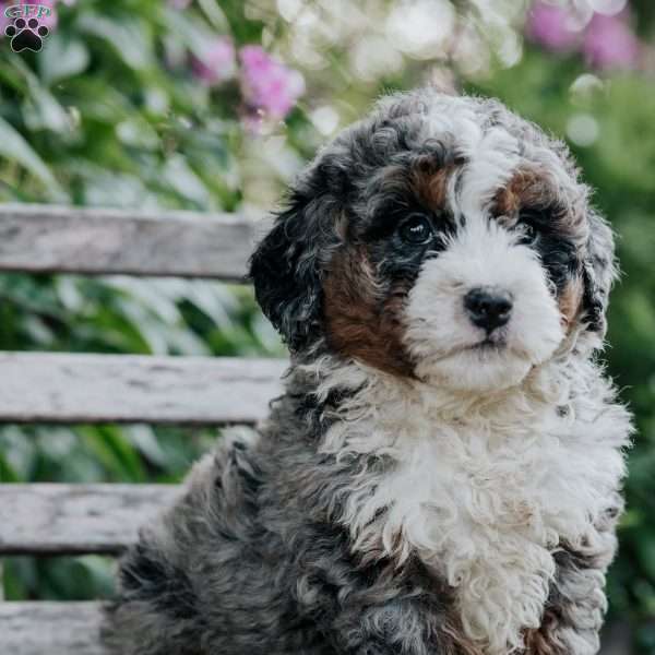 Jasper, Mini Bernedoodle Puppy