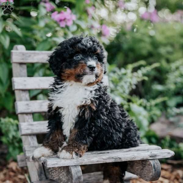 Jill, Mini Bernedoodle Puppy