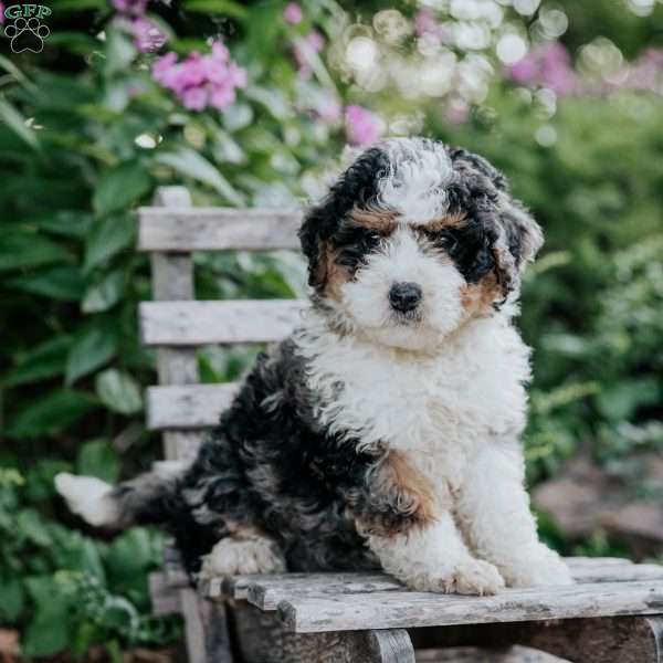Joe, Mini Bernedoodle Puppy